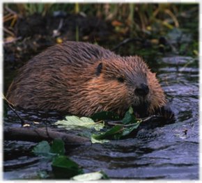 Beaver - Eurasian Beaver North American Beaver Rodent Beaver Dam Habitat PNG