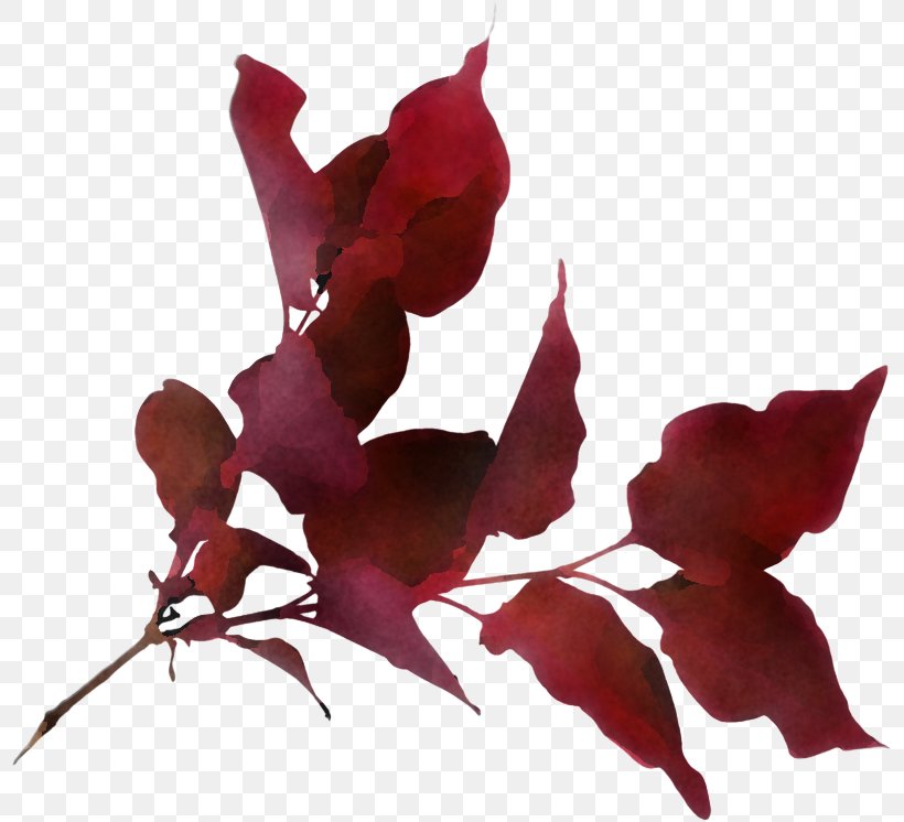 Flower Red Leaf Plant Petal, PNG, 800x746px, Flower, Leaf, Perennial Plant, Petal, Plant Download Free