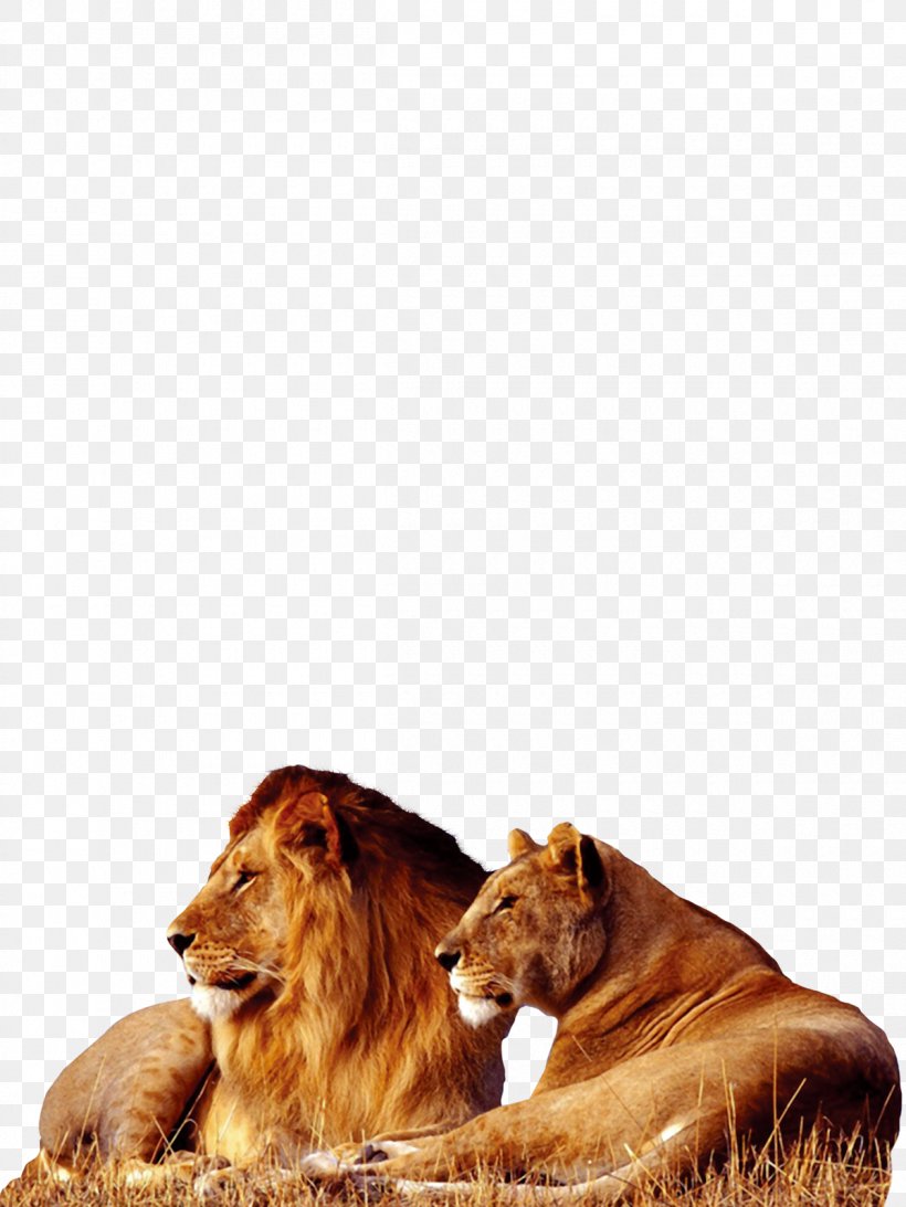 Lion Tiger Big Cat Wallpaper, PNG, 1200x1600px, Lion, Animal, Big Cat, Big Cats, Carnivoran Download Free