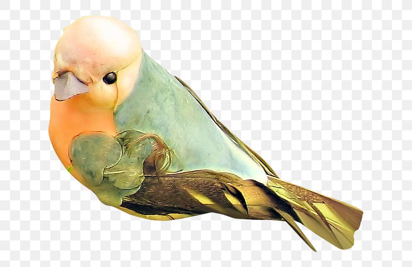 Lovebird Feather Beak Parakeet, PNG, 688x533px, Lovebird, Beak, Bird, Bird Supply, Common Pet Parakeet Download Free