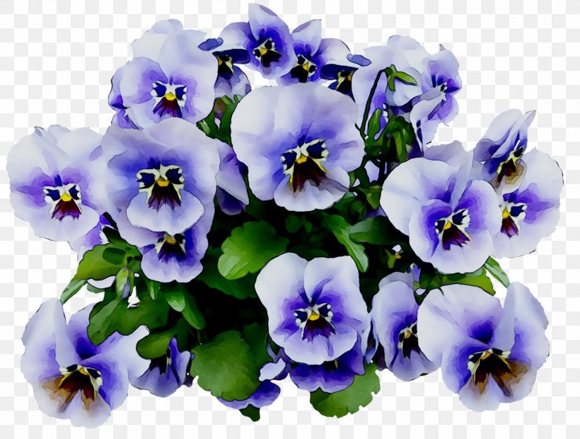 Pansy Image Clip Art Stock.xchng, PNG, 1560x1180px, Pansy, Bellflower, Blossom, Blue, Flower Download Free