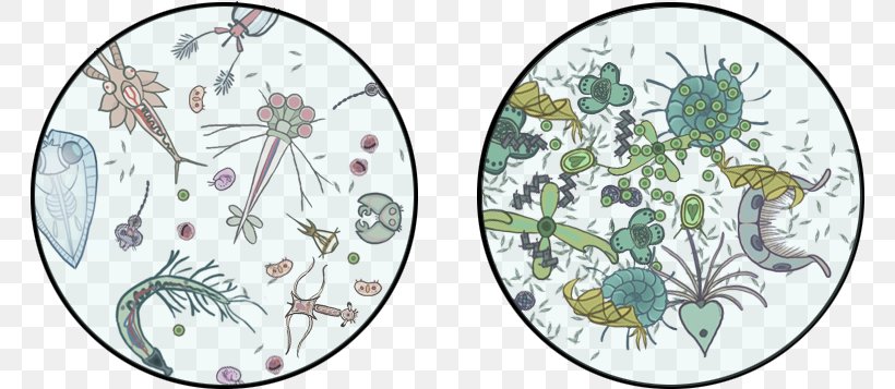 Phytoplankton Clip Art Zooplankton Drawing, PNG, 764x357px, Plankton, Algae, Area, Art, Branch Download Free