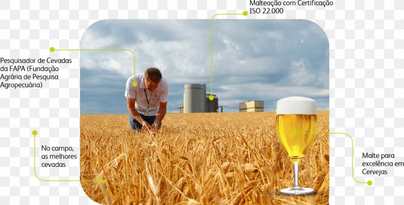 Beer Commodity Chain Industry, PNG, 990x505px, Beer, Barley, Blog, Brand, Commodity Download Free