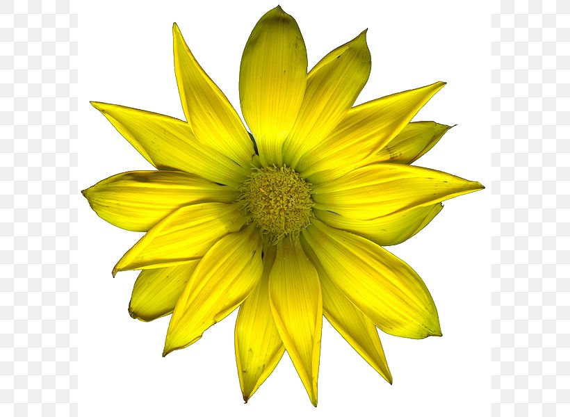 Flower, PNG, 595x600px, Flower, Daisy Family, Data, File Size, Flowering Plant Download Free