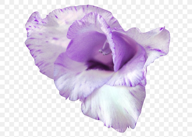 Lilac Purple Flower Petal Gladiolus, PNG, 650x584px, Lilac, Cattleya, Family, Flower, Flowering Plant Download Free