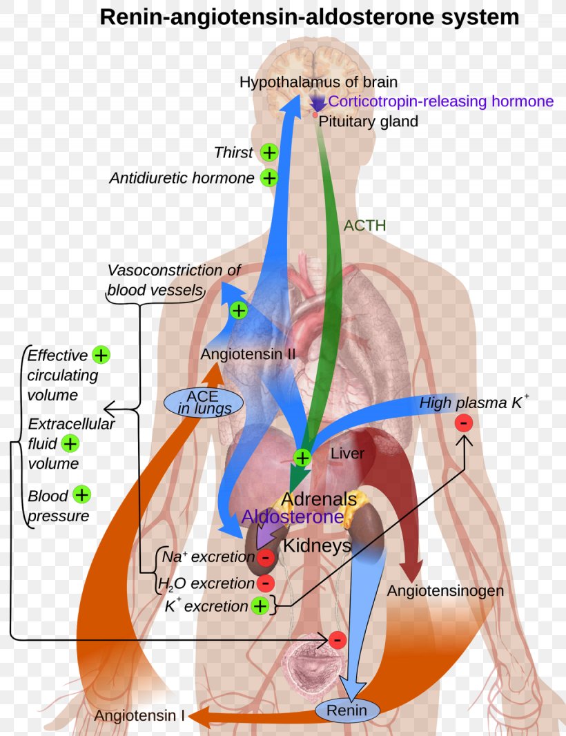 Angiotensin-converting Enzyme Renin–angiotensin System ACE Inhibitor, PNG, 1230x1600px, Watercolor, Cartoon, Flower, Frame, Heart Download Free