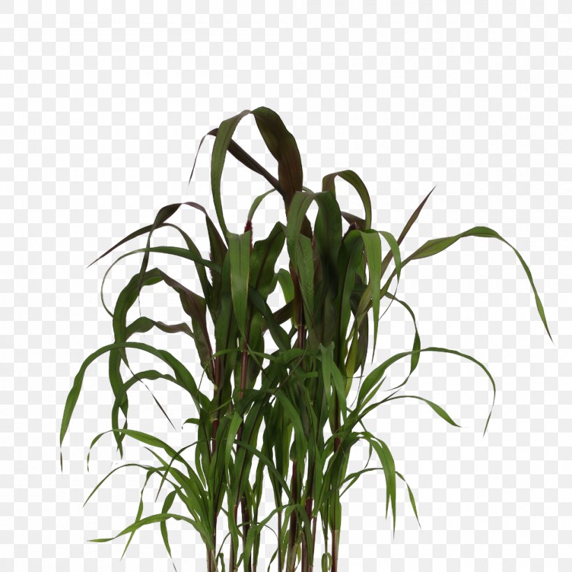 Chinese Fountain Grass Ornamental Grass Lampepoetsergras Plants Product, PNG, 1000x1000px, Chinese Fountain Grass, Brand, Commodity, Ear, Family Download Free