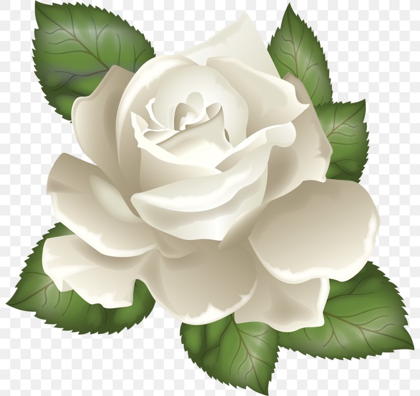 Clip Art Vector Graphics Transparency Image, PNG, 800x772px, Rose, Art, Botany, Drawing, Flower Download Free