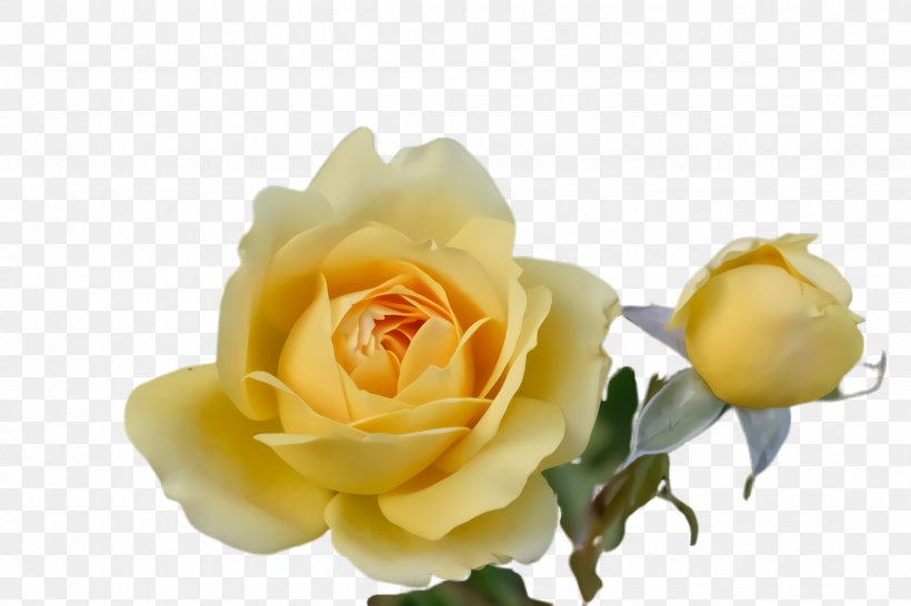 Garden Roses, PNG, 2448x1632px, Flower, Floribunda, Flowering Plant, Garden Roses, Julia Child Rose Download Free