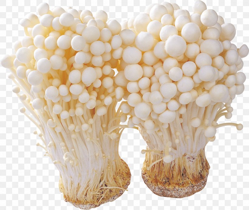 Mushroom Ingredient Fungus Enokitake, PNG, 2217x1874px, Mushroom, Edible Mushroom, Enokitake, Food, Fungus Download Free
