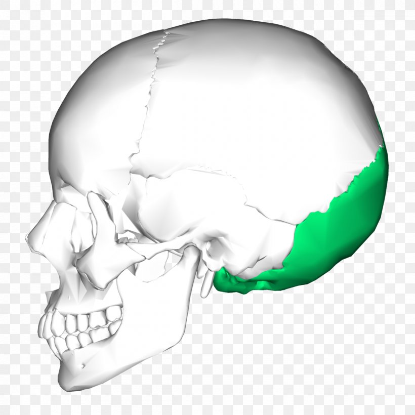 Occipital Bone Skull Sphenoid Bone Temporal Bone, PNG, 1200x1200px, Occipital Bone, Anatomy, Atlas, Bone, Foramen Magnum Download Free