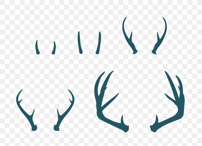 Deer Antlers Deer Antlers White-tailed Deer Elk, PNG, 763x592px, Deer, Animal, Antler, Blue, Deer Antlers Download Free