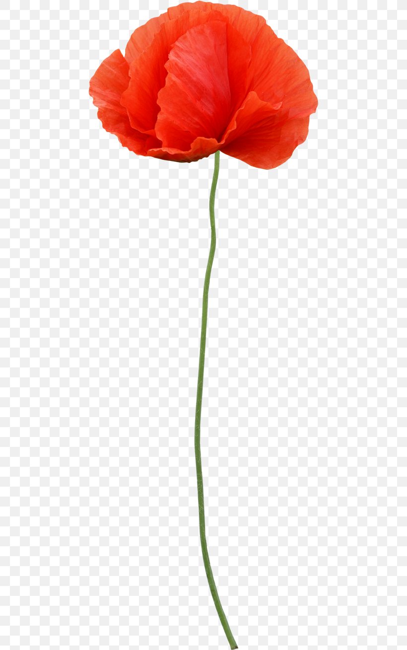 Cut Flowers Plant Stem Petal, PNG, 464x1309px, Cut Flowers, Coquelicot, Flower, Flowering Plant, Orange Download Free