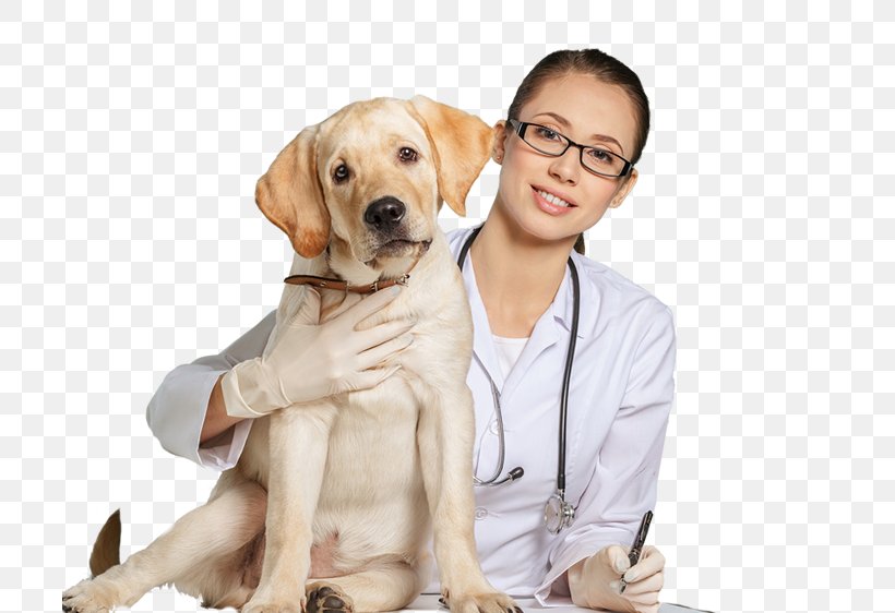 Dog Cat Veterinarian Clinique Vétérinaire Veterinary Medicine, PNG, 720x562px, Dog, Animal Shelter, Animal Welfare, Carnivoran, Cat Download Free