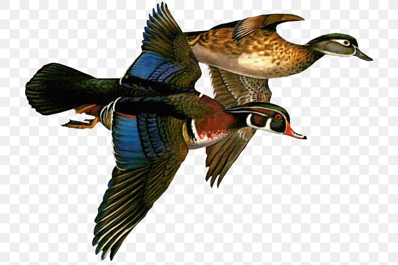 Mallard Federal Duck Stamp Wood Ducks Painter, PNG, 733x546px, Mallard, Art, Beak, Bird, Duck Download Free