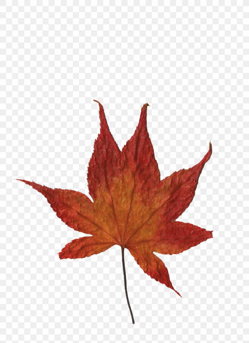 Maple Leaf Idea Cellular, PNG, 1163x1600px, Maple Leaf, Cinnamon, Idea Cellular, Leaf, Maple Download Free