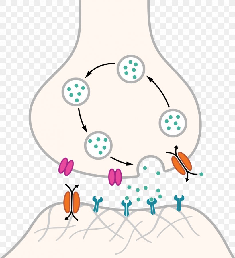 Chemical Synapse Neuron Nervous System Axon, PNG, 936x1024px, Synapse, Action Potential, Anatomy, Area, Artwork Download Free