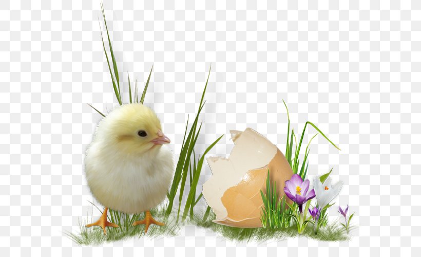 Easter Egg Chicken, PNG, 600x500px, Easter, Beak, Bird, Chicken, Chicken Egg Download Free