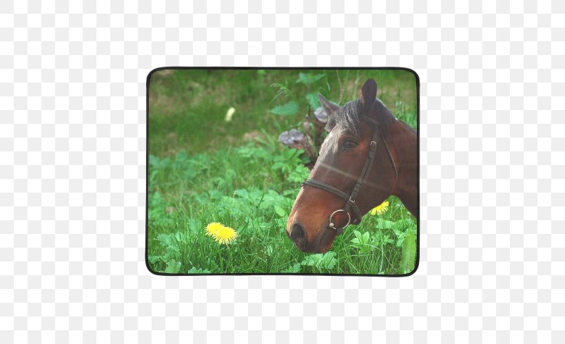 Mustang Stallion Halter Pasture Freikörperkultur, PNG, 500x500px, 2019 Ford Mustang, Mustang, Fauna, Ford Mustang, Grass Download Free