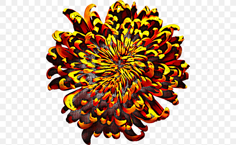 Chrysanthemum Symmetry Pattern Orange S.a., PNG, 500x503px, Chrysanthemum, Orange Sa, Symmetry Download Free