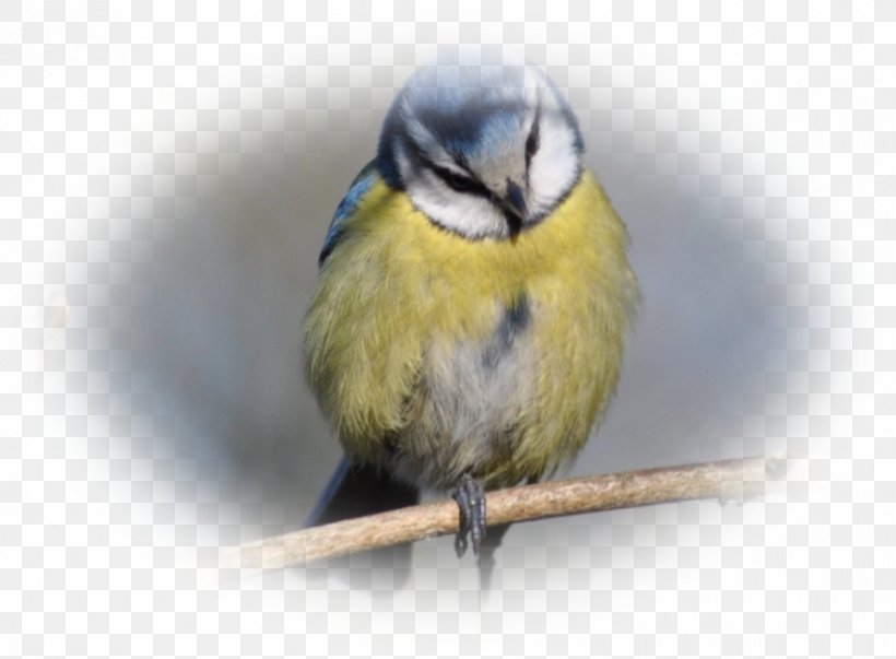 Songbird Finch Beak Animal, PNG, 892x656px, Bird, Animal, Beak, Chickadee, Fauna Download Free