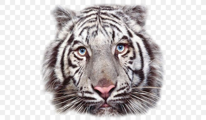 The White Tiger Leopard Lion Bengal Tiger, PNG, 600x480px, White Tiger, Bengal, Bengal Tiger, Big Cat, Big Cats Download Free