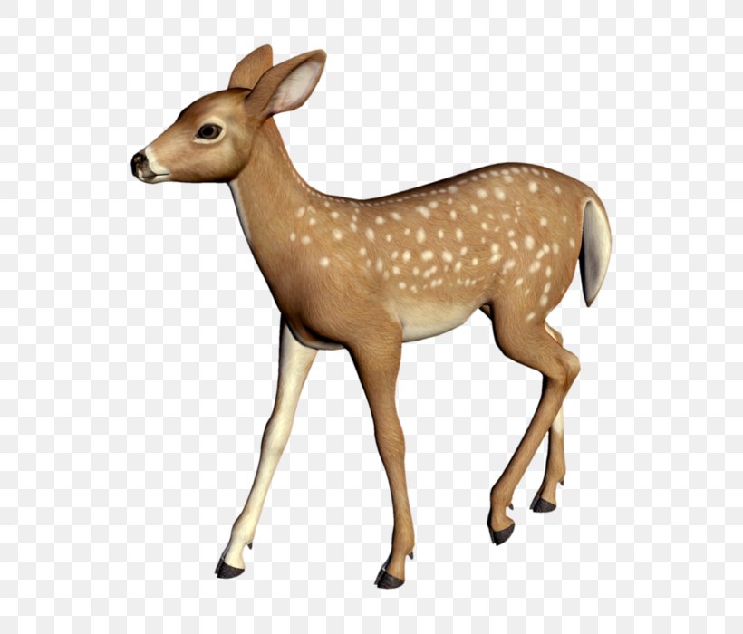 White-tailed Deer Elk Reindeer, PNG, 636x700px, Deer, Animal, Animal Figure, Antelope, Antler Download Free