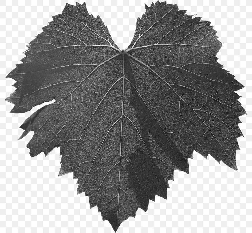 Leaf Grape Leaves Black & White, PNG, 788x758px, Leaf, Black White M, Blackandwhite, Common Grape Vine, Flower Download Free