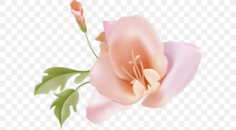 Vector Graphics Illustration Design Download, PNG, 583x451px, Drawing, Art, Flower, Flowering Plant, Lily Download Free