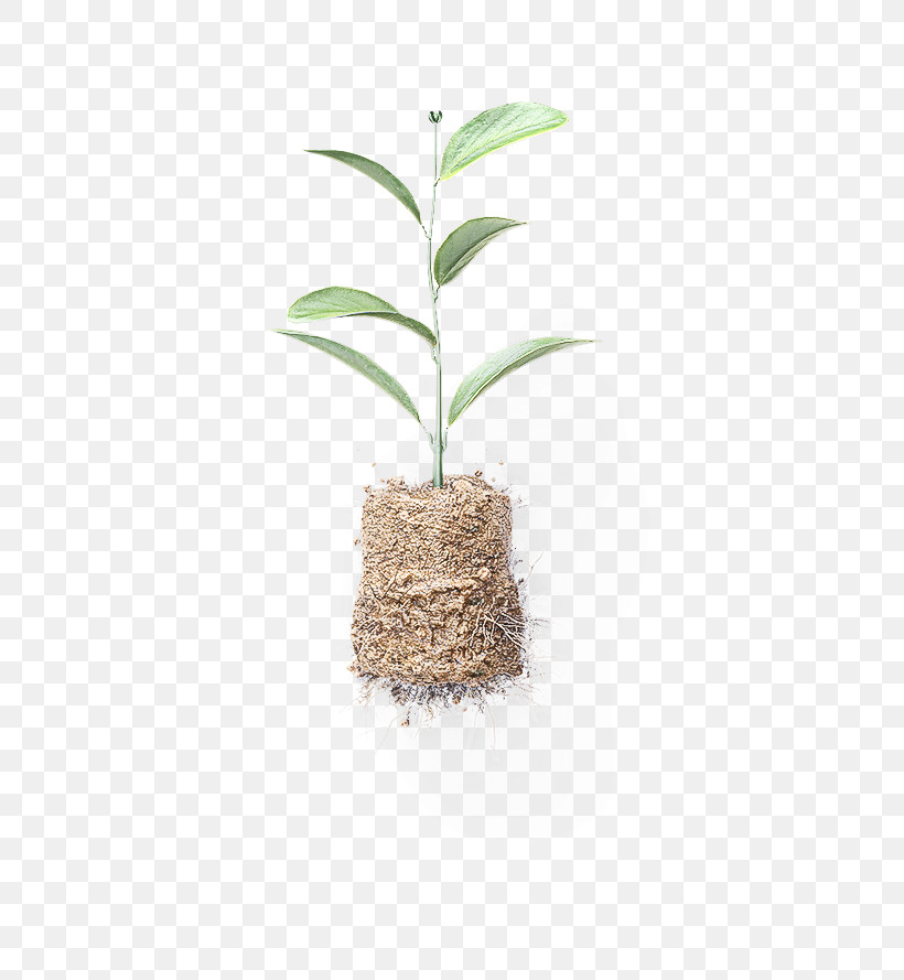 Palm Tree, PNG, 700x889px, Plant, Flower, Flowerpot, Houseplant, Leaf Download Free