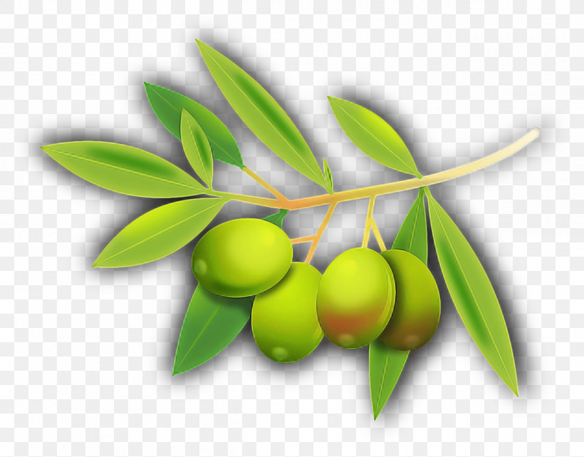 Plant Leaf Fruit Olive Tree, PNG, 1266x990px, Plant, Branch, Flower, Fruit, Leaf Download Free