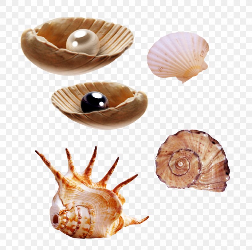 Clip Art Megafauna Tiny Fingers Image, PNG, 1210x1202px, Megafauna, Album, Animal Source Foods, Clams Oysters Mussels And Scallops, Cockle Download Free