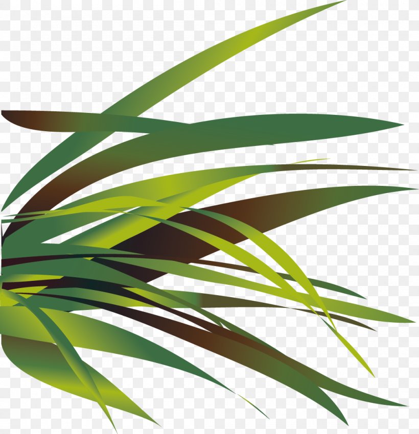 Vector Aloe, PNG, 1049x1088px, Skin, Computer Graphics, Designer, Grass, Grass Family Download Free