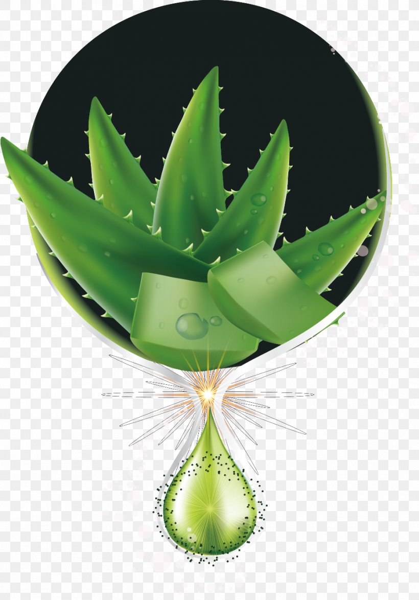 Aloe Vera Euclidean Vector Cosmetics, PNG, 936x1341px, Aloe Vera, Agave, Aloe, Cosmetics, Leaf Download Free