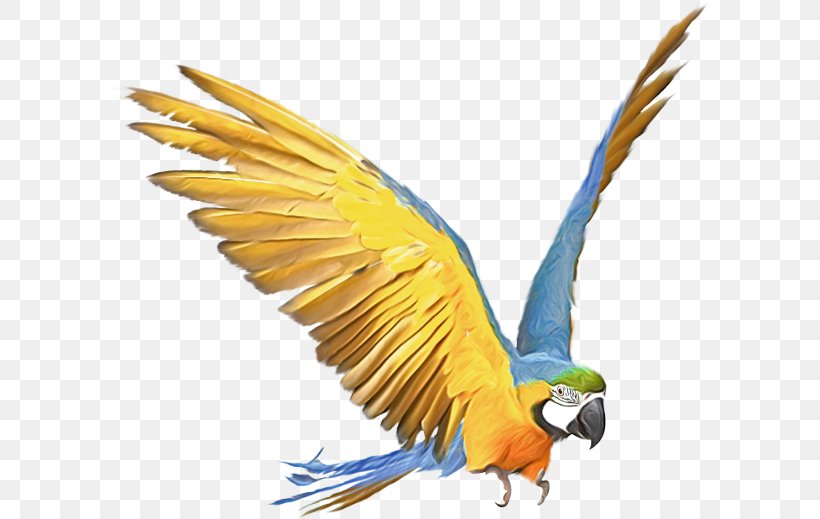 Amazon Parrot Bird Budgerigar Macaw, PNG, 600x519px, Parrot, Amazon Parrot, Beak, Bird, Bird Of Prey Download Free