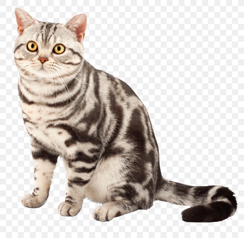 American Shorthair British Shorthair American Wirehair American Bobtail Bengal Cat, PNG, 800x800px, American Shorthair, American Bobtail, American Curl, American Wirehair, Asian Download Free