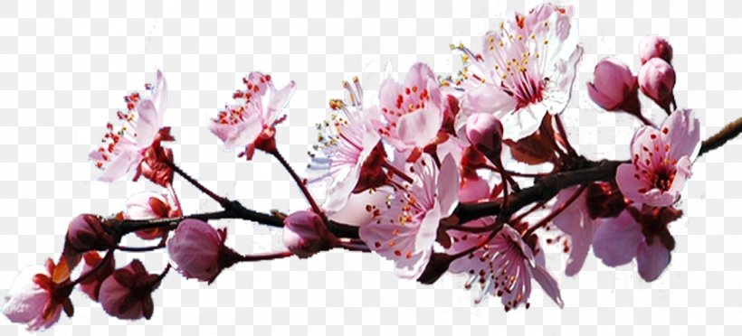 Cherry Blossom Blog Clip Art, PNG, 1202x546px, Cherry Blossom, Blog, Blossom, Branch, Cerasus Download Free