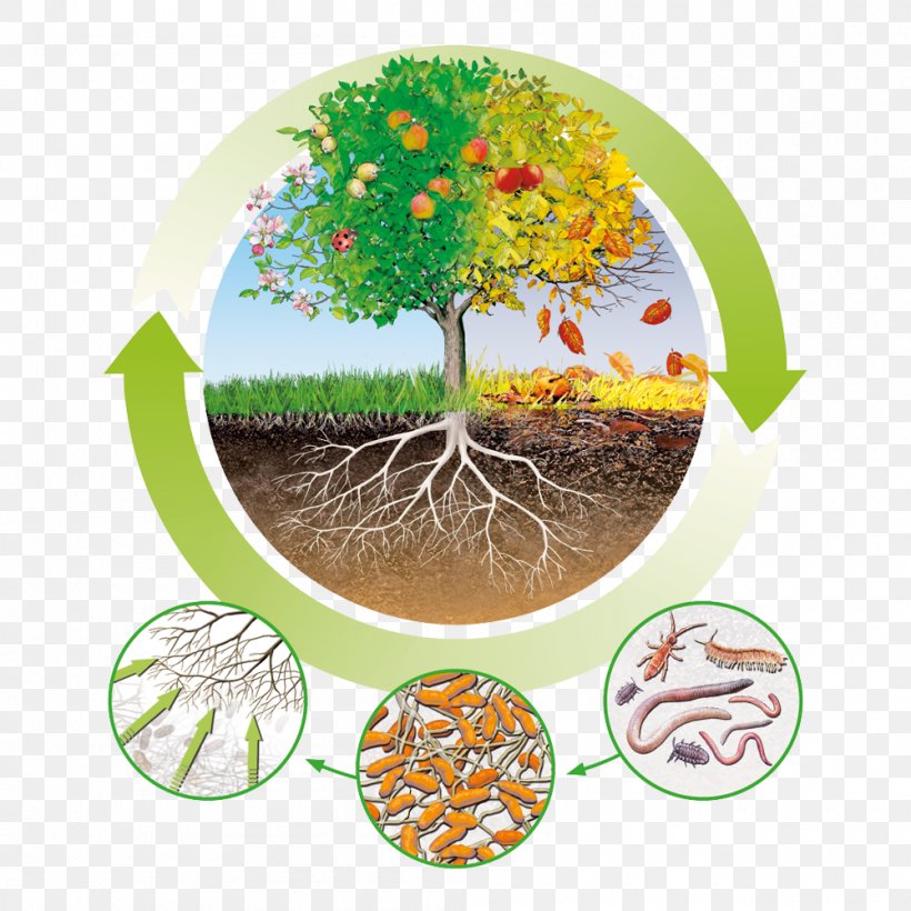 Fertilisers Humus Nutrient Circular Economy Organic Matter, PNG, 1000x1000px, Fertilisers, Circular Economy, Crop Protection, Flowerpot, Forest Download Free