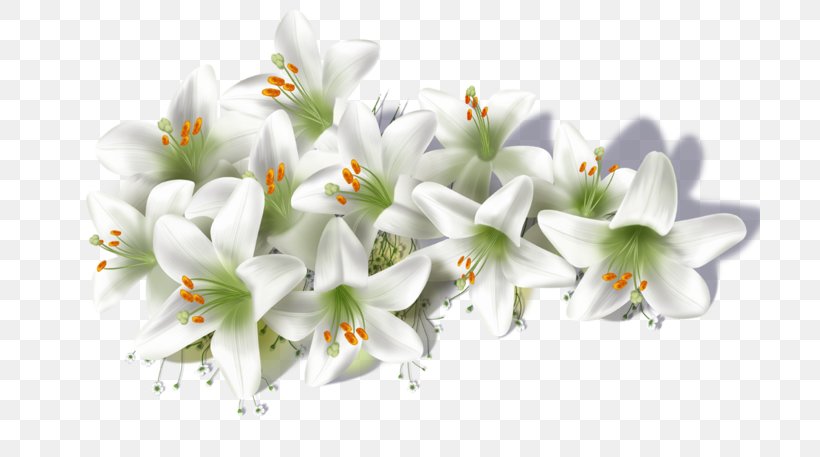 Flower Lilium Candidum Clip Art, PNG, 700x457px, Flower, Bathroom, Cut Flowers, Data Compression, Digital Image Download Free