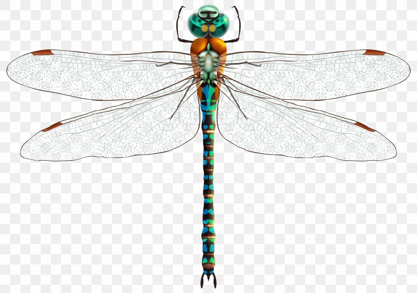 Insect Dragonfly Clip Art, PNG, 8000x5626px, Insect, Arthropod, Dragonflies And Damseflies, Dragonfly, Drawing Download Free