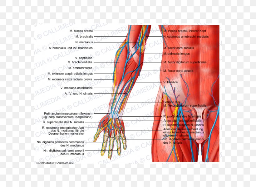 Anterior Compartment Of The Forearm Muscle Anatomy Elbow, PNG, 600x600px, Watercolor, Cartoon, Flower, Frame, Heart Download Free