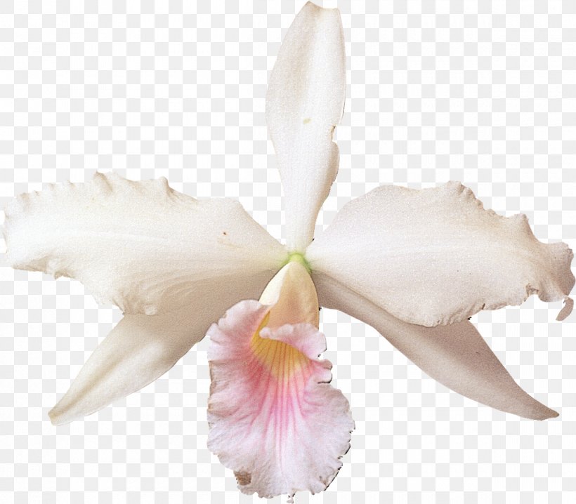 Cattleya Labiata Orchids Flower Clip Art, PNG, 1200x1052px, Cattleya Labiata, Blog, Cattleya, Cattleya Orchids, Christmas Orchid Download Free