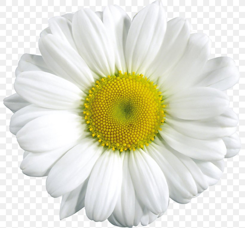 Common Daisy Daisy Family Flower Clip Art, PNG, 800x763px, Common Daisy, Annual Plant, Chamaemelum Nobile, Chrysanths, Cut Flowers Download Free
