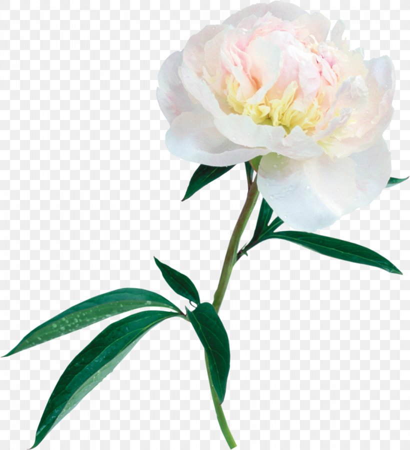 Flower Peony Clip Art, PNG, 1093x1200px, Flower, Cut Flowers, Digital Image, Floral Design, Floristry Download Free