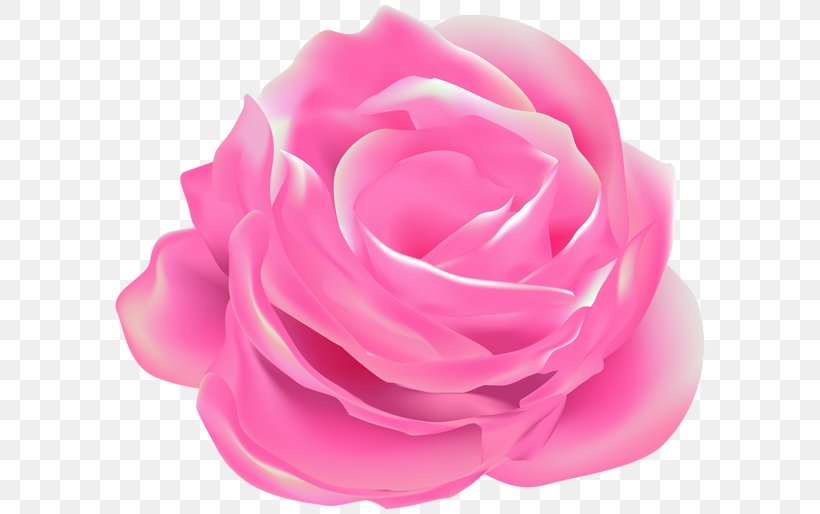Garden Roses Cabbage Rose Pink Floribunda, PNG, 600x514px, Garden Roses, Cabbage Rose, Cut Flowers, Floribunda, Flower Download Free