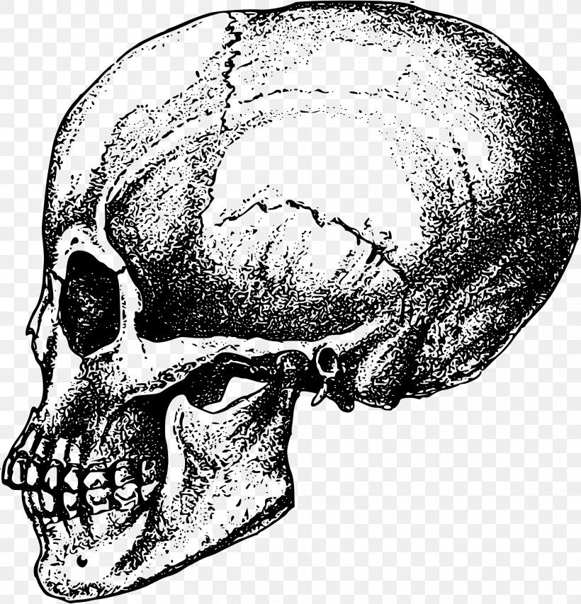 Human Skull Bone Skeleton Jaw, PNG, 2306x2400px, Skull, Black And White, Bone, Drawing, Facial Skeleton Download Free