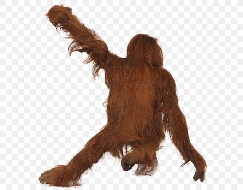 Irish Setter Great Apes Primate, PNG, 640x640px, Irish Setter, Ape, Bornean Orangutan, Boykin Spaniel, Carnivoran Download Free