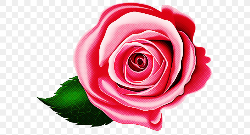 Garden Roses, PNG, 600x444px, Rose, Floribunda, Flower, Garden Roses, Hybrid Tea Rose Download Free