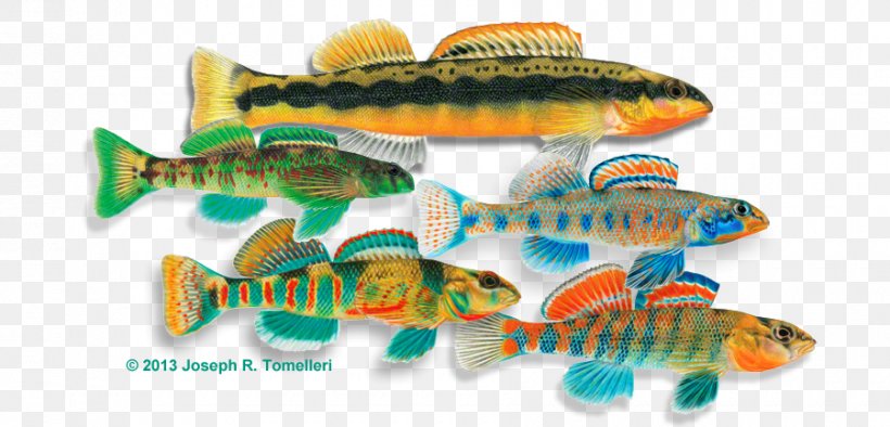 Rainbow Darter Fishing Freshwater Fish, PNG, 900x433px, Darter, Coho Salmon, Fish, Fishery, Fishing Download Free