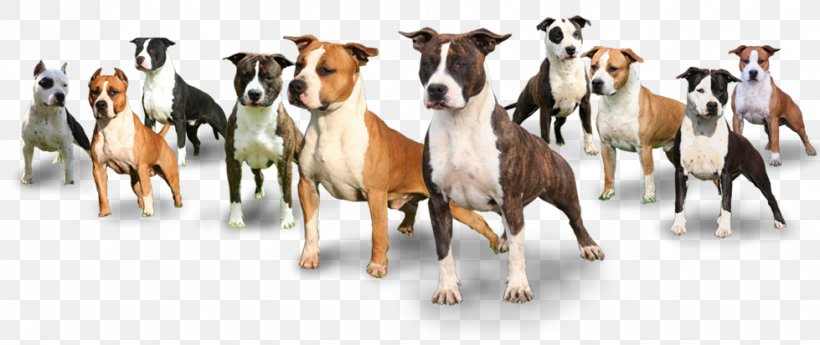 American Staffordshire Terrier Staffordshire Bull Terrier Australian Cattle Dog Mustang, PNG, 979x413px, American Staffordshire Terrier, Animal Figure, Animal Husbandry, Australian Cattle Dog, Bologna Download Free